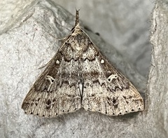 Renia discoloralis