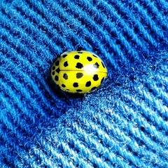 Psyllobora vigintiduopunctata