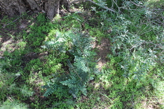 Pellaea pteroides