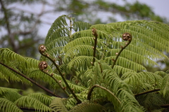 Cyathea arborea