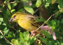 Ploceus cucullatus