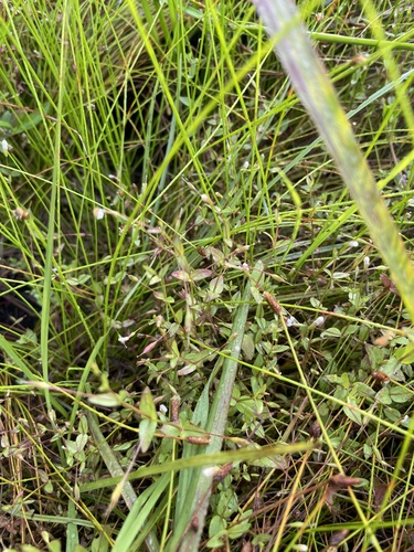 Lindernia anagallidea iNat (1)