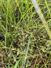 Lindernia anagallidea