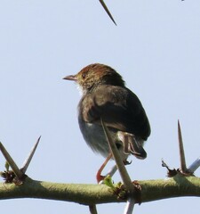 Cisticola fulvicapilla
