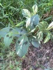 Persicaria filiformis
