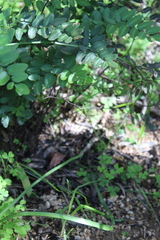 Pellaea pteroides