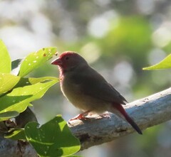 Lagonosticta senegala