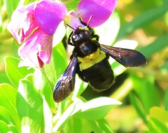 Xylocopa caffra