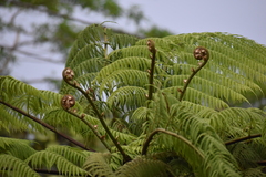 Cyathea arborea
