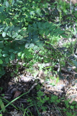 Pellaea pteroides