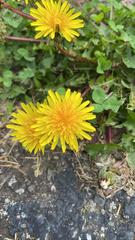 Taraxacum officinale