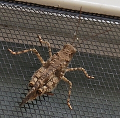 Trimerotropini