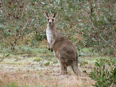Macropus giganteus