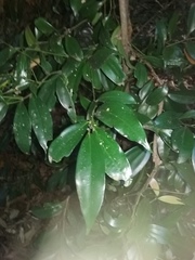 Cryptocarya