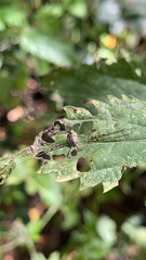 Dicranopalpus