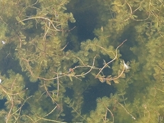 Myriophyllum