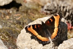 Aglais milberti