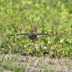 Falco columbarius