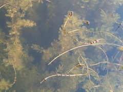 Myriophyllum