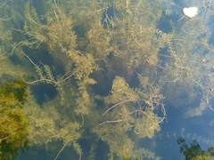 Myriophyllum