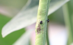 Bagrada hilaris