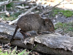 Potorous tridactylus