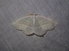 Campaea margaritaria