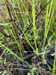 Lindernia anagallidea