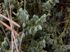 Arceuthobium campylopodum