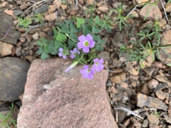 Oxalis alpina