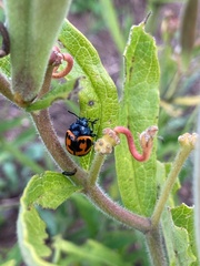 Labidomera clivicollis