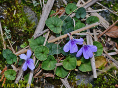 Viola formosana