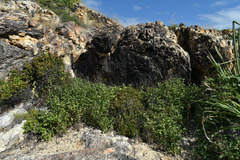 Eugenia reinwardtiana