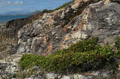 Eugenia reinwardtiana