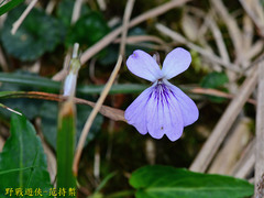 Viola formosana