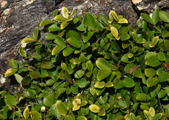 Eugenia reinwardtiana
