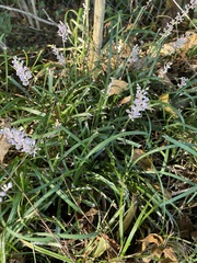 Liriope muscari