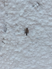 Menemerus semilimbatus