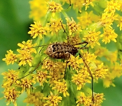 Phalangium opilio