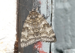 Catocala fraxini