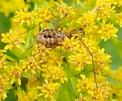 Phalangium opilio