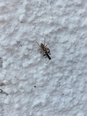 Menemerus semilimbatus