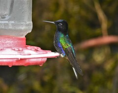 Boissonneaua jardini