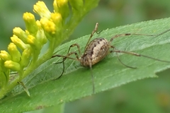 Phalangium opilio