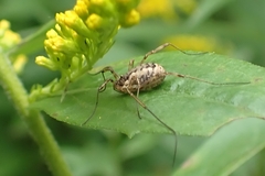 Phalangium opilio