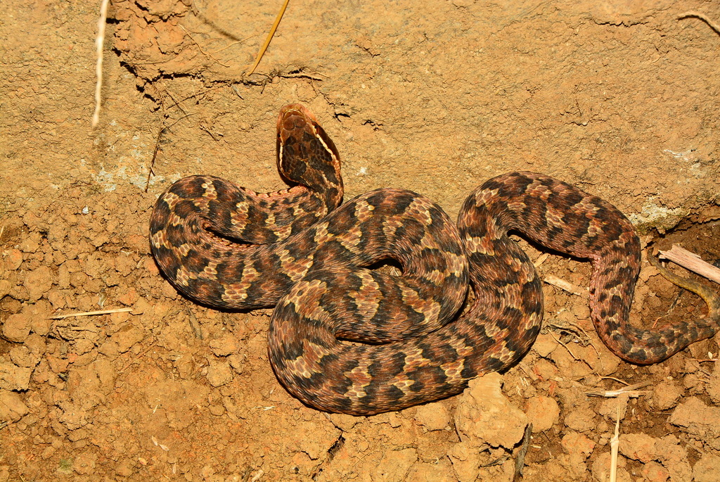 Short-tailed Mamushi in August 2020 by Maoliang · iNaturalist