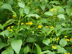 Wollastonia biflora