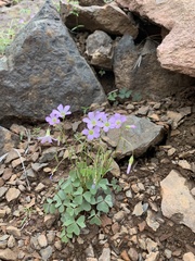Oxalis alpina