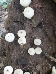Lycoperdon excipuliforme