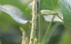 Bagrada hilaris
